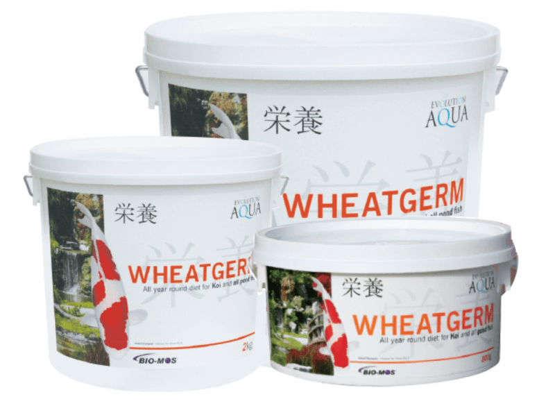 WHEATGERM 2000G (5-6MM/MEDIUM)