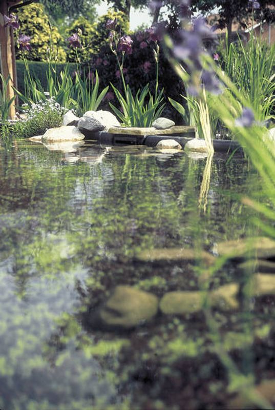 Oase Biosys | Skimmer+