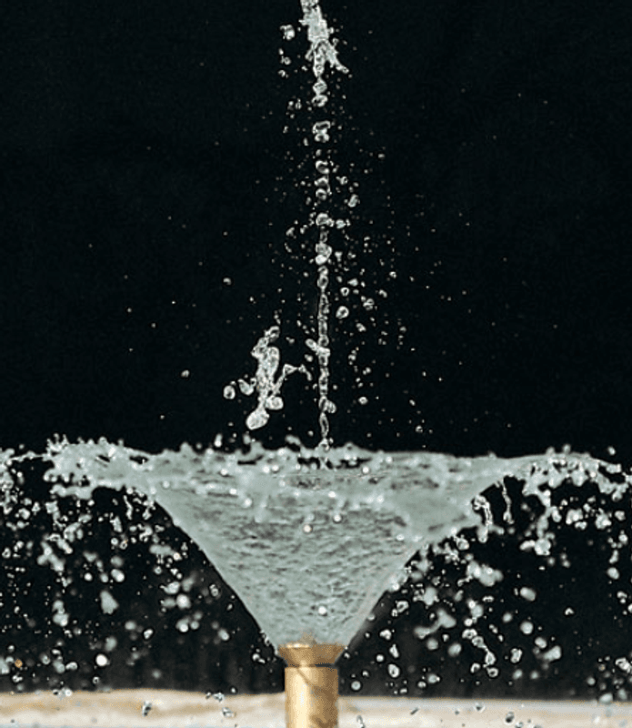 Arum Lily  Jet | Fontenedyse